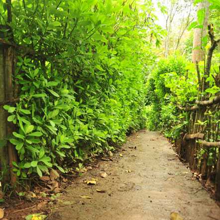 Green Park Ayurvedic and Spices Plantation