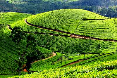 Munnar Tea Plantations
