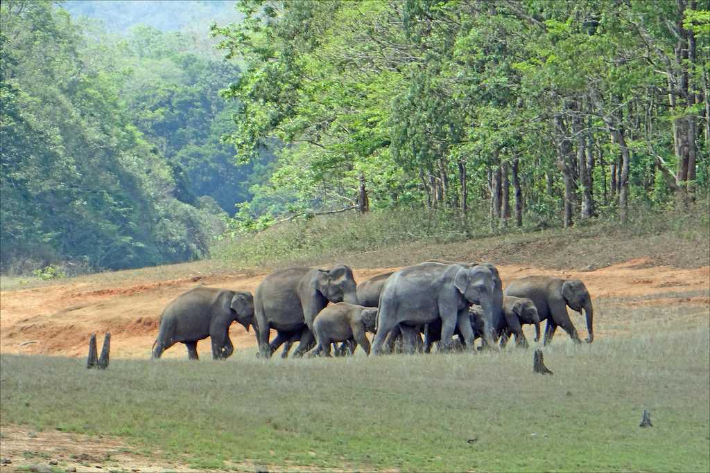 Periyar National Park Kerala