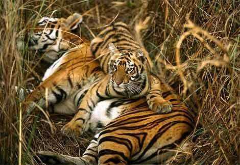 Periyar Tiger Trail