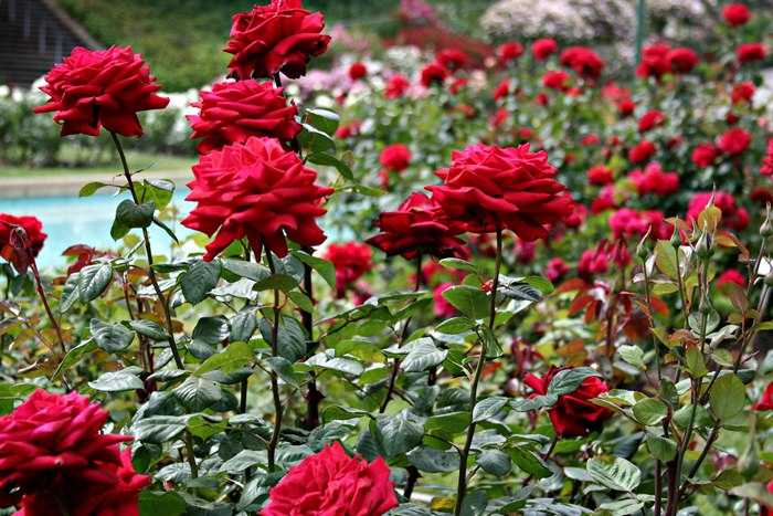Rose Garden Kerala
