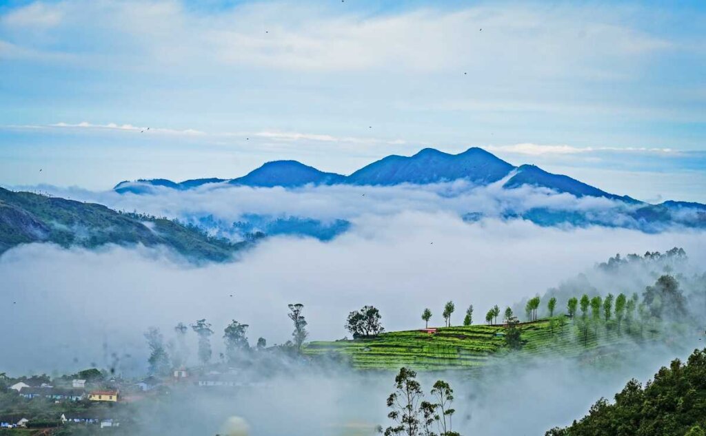 Tata Tea Museum Munnar