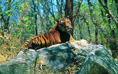 Wayanad Wildlife Sanctuary Kerala